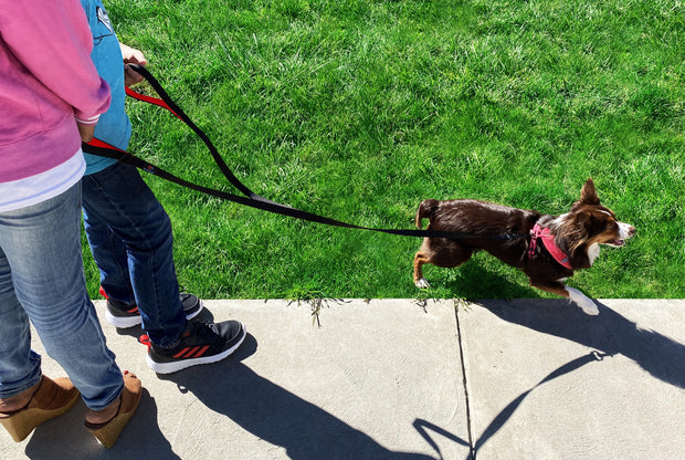 4ft Love Leash